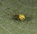 Enoplognatha_ovata_D8197_Z_89_Bij afgraving_Nederland